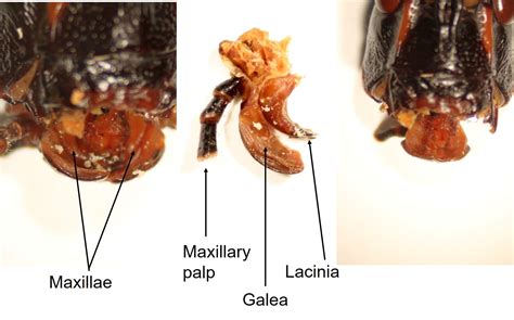 Insect Anatomy The Head UNBC BIOL 322 Entomology