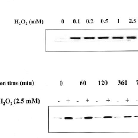 Western Blot Analysis Of Soluble And Insoluble Proteins Of Control And