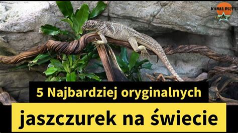 Top Najciekawszych Jaszczurek Na Wiecie Kana Pi Ty Nowak Tv Youtube