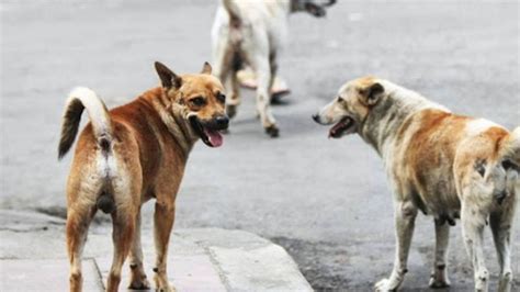 No Es La Primera Vez Jaur A De Perros Mata A Hombre En Edomex El