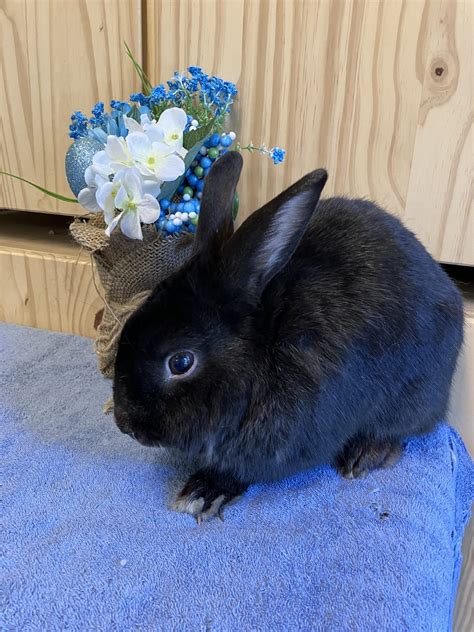 Female Vancouver Rabbit Rescue Advocacy