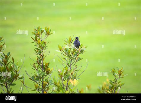 Stunning View Of A The Javan Myna Bird On A Tree Branch With A Green