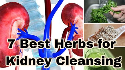 7 Best Herbs For Kidney Cleansing How To Improve Kidney Function