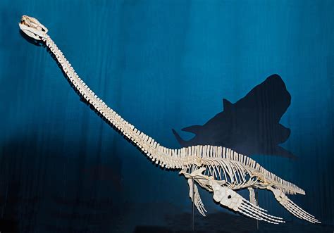 Elasmosaurus Fossils