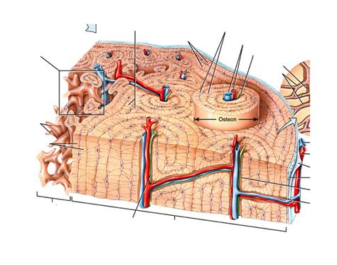 histology osteon Quiz