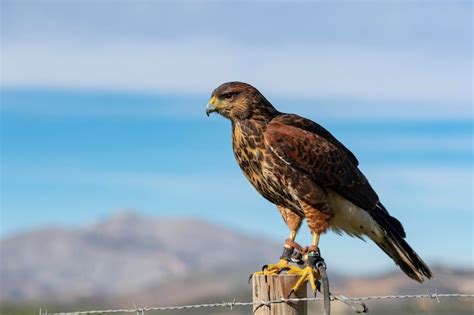 Harris Hawk Baywinged Hawk Dusky Hawk Oder Peuco Parabuteo Unicinctus