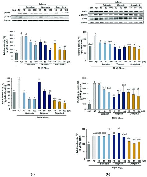 Effects Of Baicalein Wogonin And Oroxylin A On Nf B And Mapk