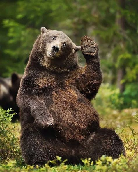 Download Funny Black Bear Waving Picture