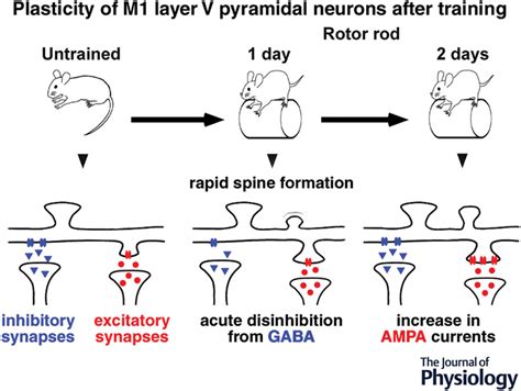 Motor Training Promotes Both Synaptic And Intrinsic Plasticity Of Layer V Pyramidal Neurons In