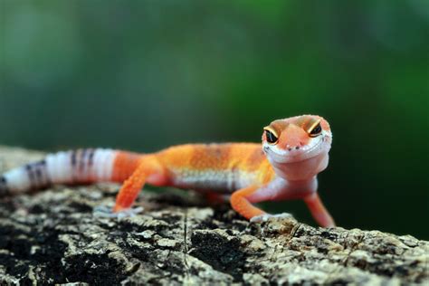 Care Sheet for a Gecko Lizard – Impressive Nature