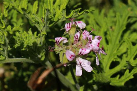 Flores De Geranio Con Aroma Dulce Grava Pelargonium Graveolens Foto De