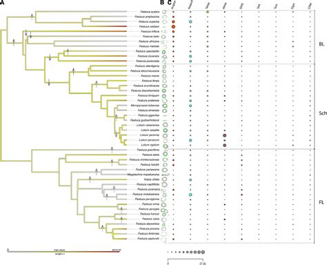 Frontiers Evolutionary Dynamics Of The Repeatome Explains Contrasting Differences In Genome