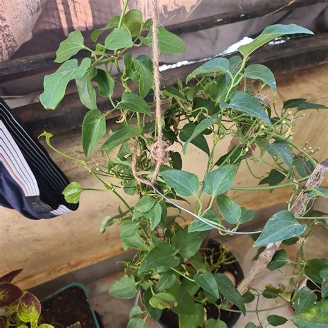 How Should Sweet Autumn Clematis Be Cut Back?