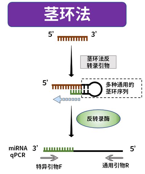 常见非编码rna如何进行反转录？