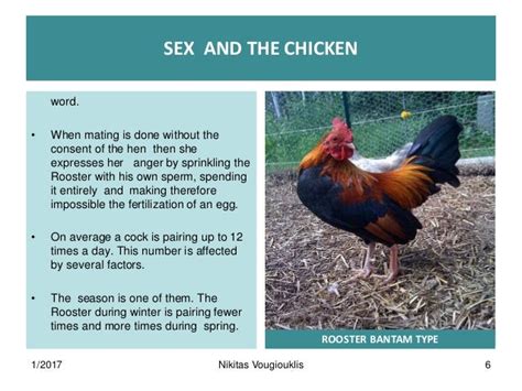 Sex And The Chicken