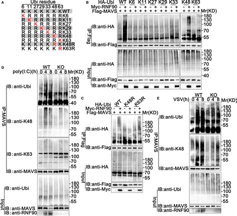 Frontiers Negative Regulation Of RNF90 On RNA Virus Triggered