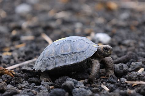 Santiago Giant Tortoise #18 | Galápagos Conservancy