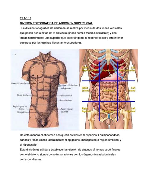 Anatomia topografica de abdomen Anatomía Normal UNT StuDocu