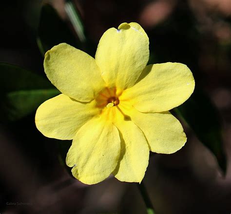 Jasmine mesnyi | Jazmín amarillo Жасмин желтый Jasminum mesn… | Flickr