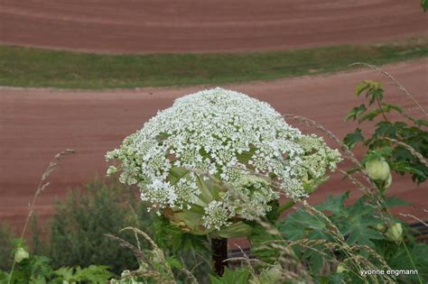 Kæmpe Bjørneklo Observation Nb 1965849 Naturbasen