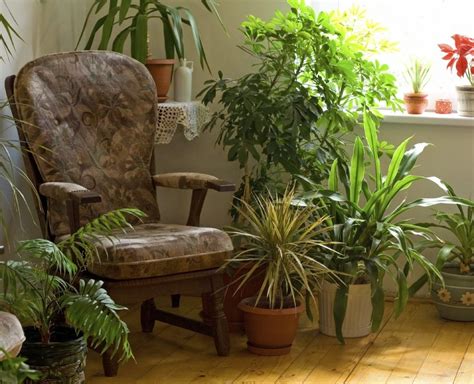 8 самых тенелюбивых комнатных растений. Лучшие теневыносливые растения ...