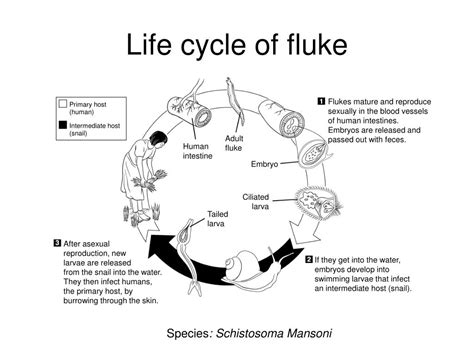 Life Cycle Of Gill Flukes