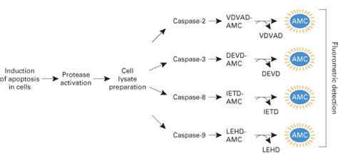 Caspase Assays—colorimetric And Fluorescent Kits