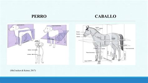 Anatom A Topogr Fica Comparada Entre El Equino Y Canino Ppt