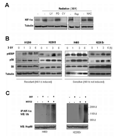 Induction Of Hif 1 α Expression Required Protein Translation Machinery