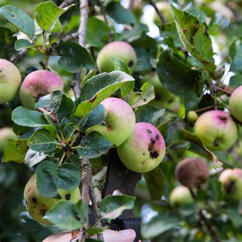 Apple Tree Diseases Identification And Effective Treatment Methods