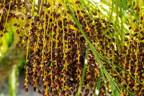 Pygmy Date Palm Phoenix Roebelenii Fruit Closeup Davie Florida Usa