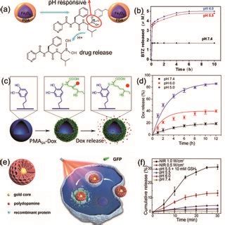 Schematic Illustrations For The Synthesis Morphology And Drug Release