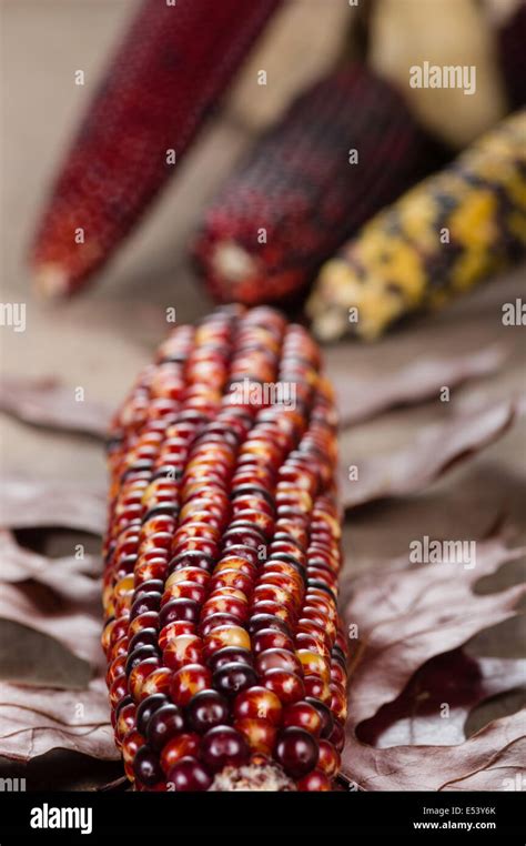 Decorative Indian Corn Used For Fall Harvest Display Decoration Stock