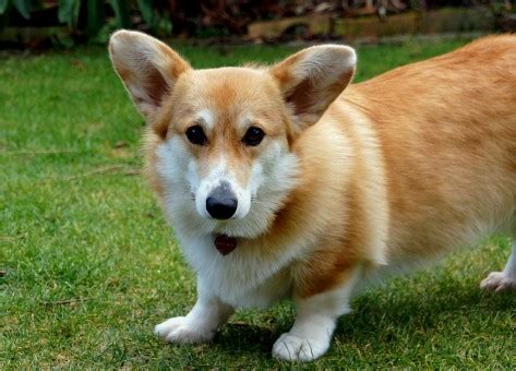 fotobanka welshcorgi pes mimo pes jako savci psi plemeno