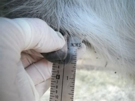 What Is The Link Between Laminitis And Horse Smegma Laminitis Help