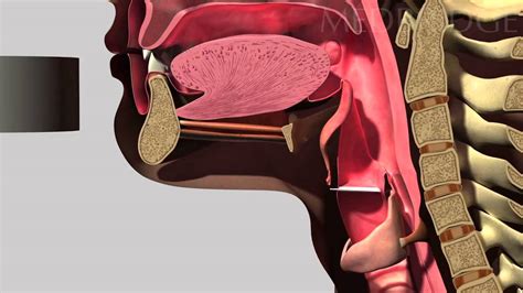 Normal Swallowing And Swallowing Screen Video Angela Mansolillo Youtube