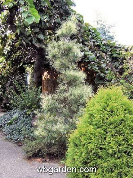 Some Very Pretty Trees And Bushes By The Road