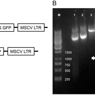 Sub Cloning Of H Ras V And Ltg Into Pmscv Plasmids A Genes Of