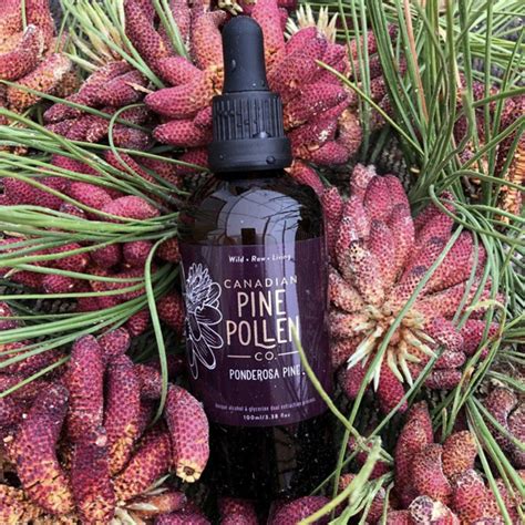 Canadian Pine Pollen Ponderosa Tincture Supplements Raw Elements