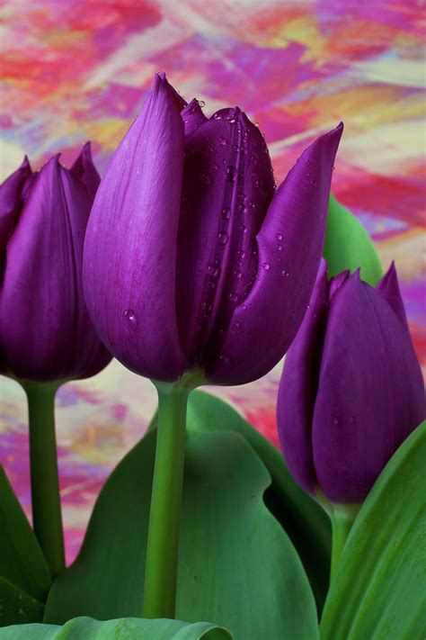 Purple Tulips By Garry Gay