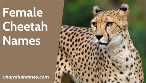 Speed Into Wonder: Discover Captivating Cheetah Names!