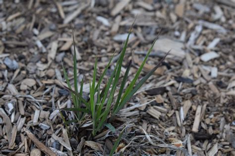 Hot Rod Switch Grass