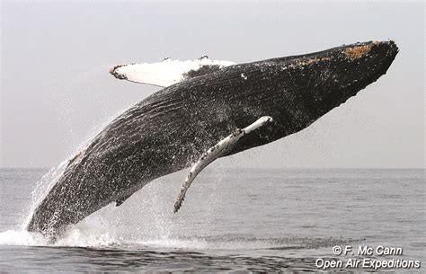 Hablemos De La Temporada De Observaci N De Ballenas En Bah A De