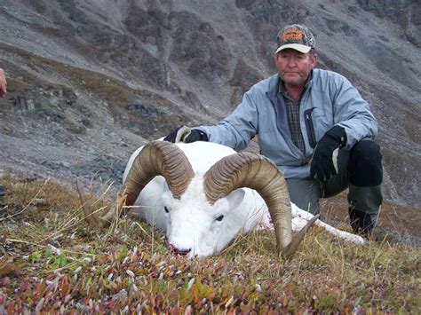 Dall Sheep Hunt Raffle Sci Alaska