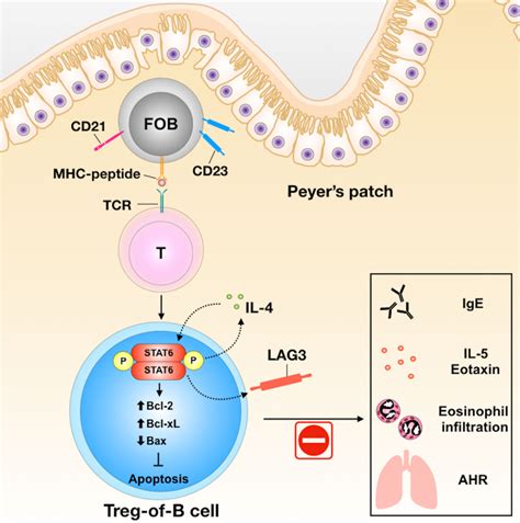 Frontiers STAT6 Pathway Is Critical For The Induction And Function Of