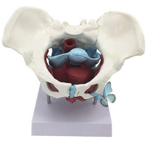 Buy Female Pelvis Model Pelvic Floor Muscle Model Uterus Model Pelvic