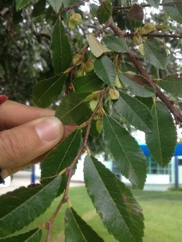 Chinese Elm Ulmus Parvifolia Flower Leaf Care Uses Picturethis