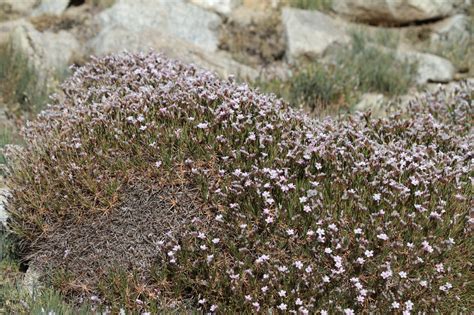 Акантолимон (72 фото) - фото - картинки и рисунки: скачать бесплатно