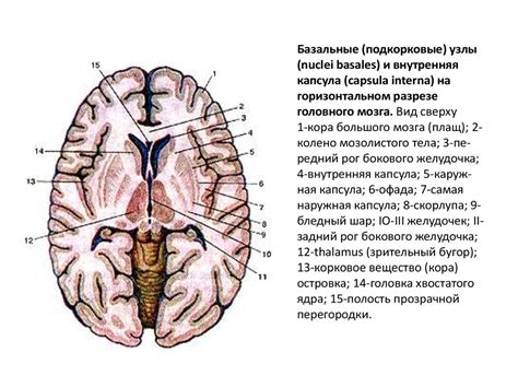 Анатомия центральной нервной системы (ЦНС) - презентация онлайн
