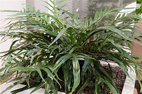 SDY907- AGLAOMORPHA CORONANS JIM : Asset Details -Garden World Images
